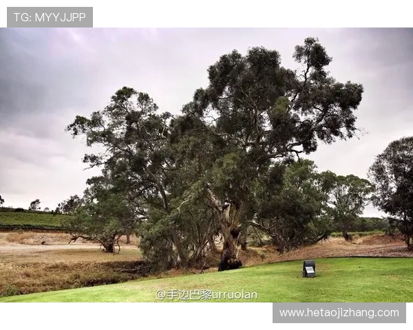 足球明星跨界投资酒庄揭秘背后的商业智慧与激情故事